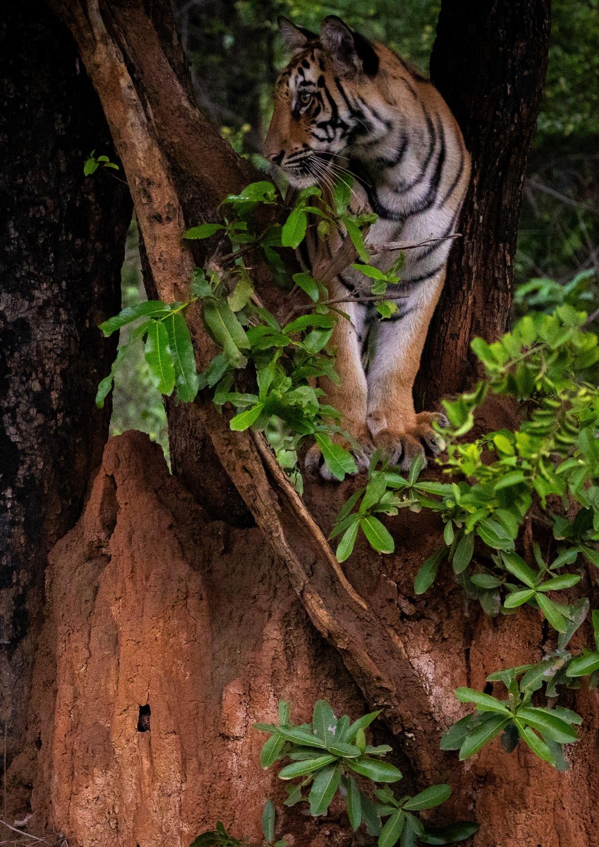 The current population of tigers, estimated at 288 across the 12 tiger reserves analysed, is almost 658% more than the 38 recorded over 16 years of the reintroduction programme. Photo: Special Arrangement